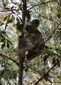 Brandon Raynor Koala